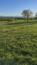 slávik tmavý (veľký) (15.5.2025)