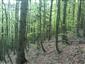 Bukové a jedľové kvetnaté lesy (28.5.2015)