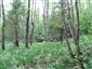 Lužné vŕbovo-topoľové a jelšové lesy (28.5.2015)