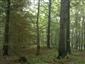 Javorovo-bukové horské lesy (26.5.2015)