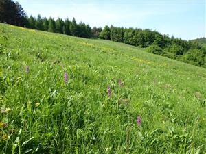 pohľad na lokalitu z druhej strany JZ smerom