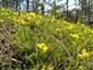 Suchomilné travinnobylinné a krovinové porasty na vápnitom podloží (*dôležité stanovištia Orchideaceae) (16.5.2015)