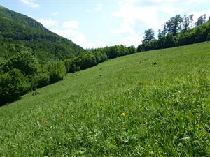 pohľad na lokalitu smerom hore k lesu