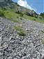 Karbonátové skalné sutiny alpínskeho až montánneho stupňa (19.7.2013)