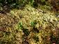 Sphagnum