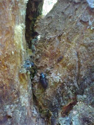 L. cervus