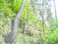 Reliktné vápnomilné borovicové a smrekovcové lesy (2.6.2015)