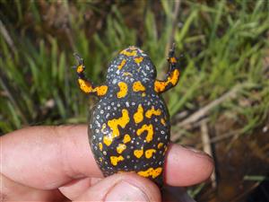 Ad F B.bombina