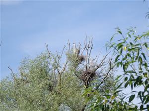 Hniezdna kolónia volaviek plavých