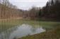 mlok karpatský (24.4.2013)