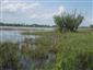 biotop Hyla arborea, severný rybník, východný okraj