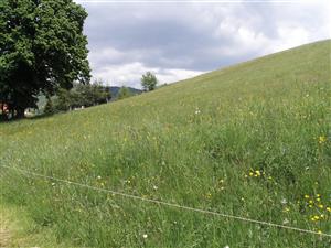  Telgárt - lúka za dedinou