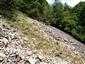 Nespevnené karbonátové skalné sutiny montánneho až kolinného stupňa (17.7.2014)