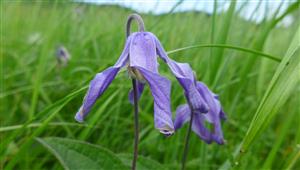 Clematis integrifolia