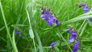 Scutellaria hastifolia