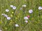 Suchomilné travinnobylinné a krovinové porasty na vápnitom podloží (*dôležité stanovištia Orchideaceae) (6.6.2015)