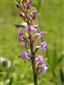Suchomilné travinnobylinné a krovinové porasty na vápnitom podloží (*dôležité stanovištia Orchideaceae) (6.6.2015)