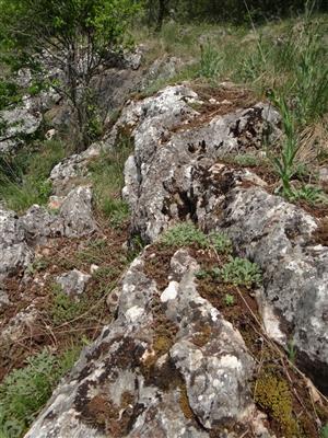 Záber na monitorovaný biotop.