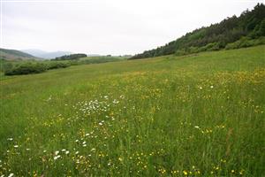 záber na biotop zo stredu lúky, smerom od obce
