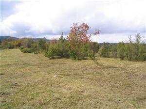 TML_5130_Betalnovska dolina