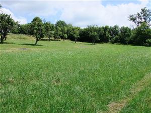 obhospodarovaná (pokosená) časť lokality