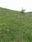 Suchomilné travinnobylinné a krovinové porasty na vápnitom podloží (*dôležité stanovištia Orchideaceae) (8.5.2015)