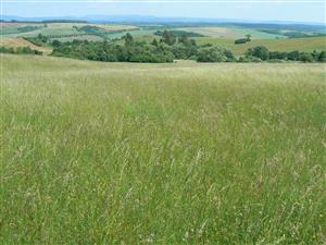 Pohled na cílový biotop (louku) v TML a okolní krajinu ve směru severovýchod od zadaných souřadnic