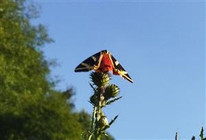 foto cieľového druhu