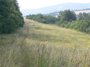 pohľad na časť biotopu