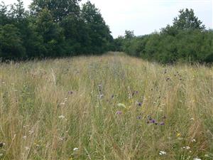 pohľad na ďalšiu  časť biotopu