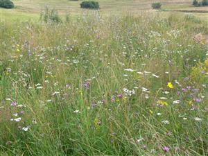 bližší pohľad na biotop