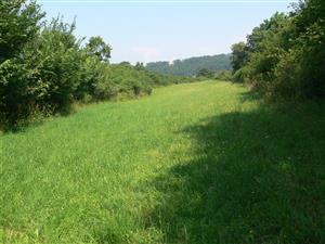 pokosená časť biotopu