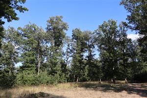 TML Leliansky les, vrcholové dubiny, tri Studničky, foto: 31.7.2025, J.Lengyel.