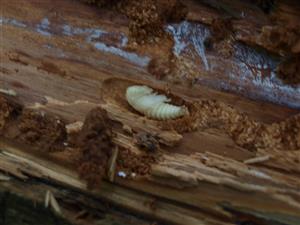 Ceruchus chrysomelinus - kukla, samec.