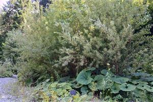 Pohľad na TMP - aktívna štrková lavica