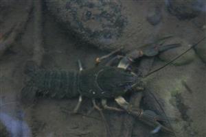 Astacus astacus