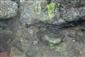 Astacus astacus