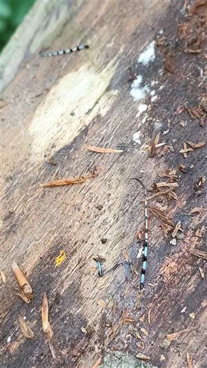 Rosalia alpina - úhyn