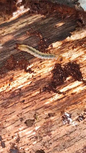 Schizotus pectinicornis