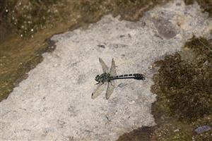 Gomphus vulgatissimus 