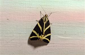 Foto cieľového druhu na plachte, pri love na svetlo.