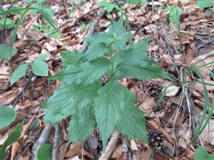 Sterilný jedinec druhu Adenophora liliifolia 