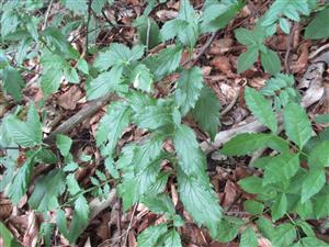 Rozkvitajúci jedinec druhu Adenophora liliifolia 