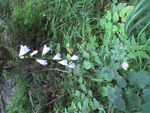 Kvitnúci jedinec druhu Adenophora liliifolia 