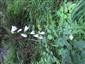 Kvitnúci jedinec druhu Adenophora liliifolia 