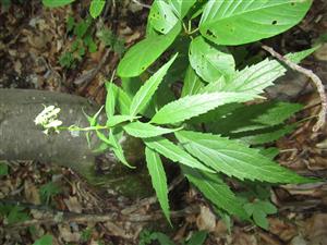 Kvitnúci jedinec druhu Adenophora liliifolia 