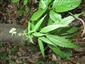 Kvitnúci jedinec druhu Adenophora liliifolia 