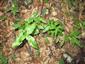 Sterilné jedince druhu Adenophora liliifolia 