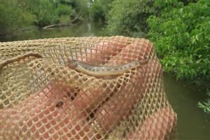 Cobitis elongatoides