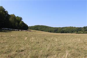 potenciálne vhodný biotop - kravský pasienok v roku 2025